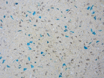 Magnesite Terrazzo